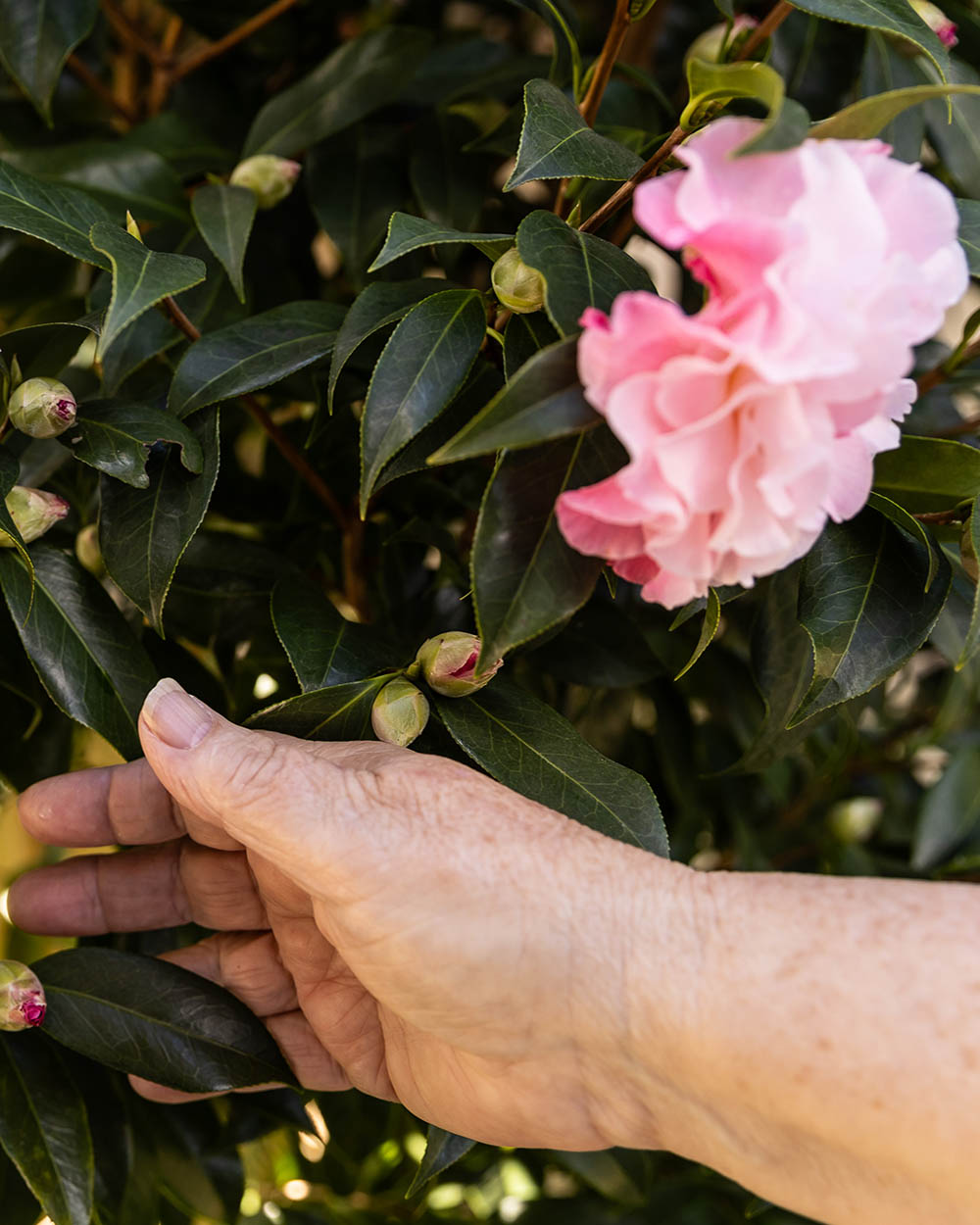 Maitland Palliative Care